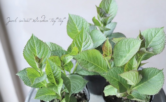 ���۲֡��إޡ��֥륽������ �֥롼 ����