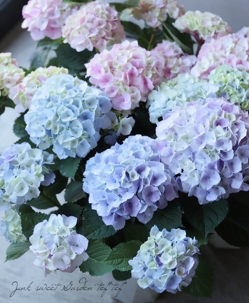 ���۲֡��إޡ��֥륽������ �֥롼 ����