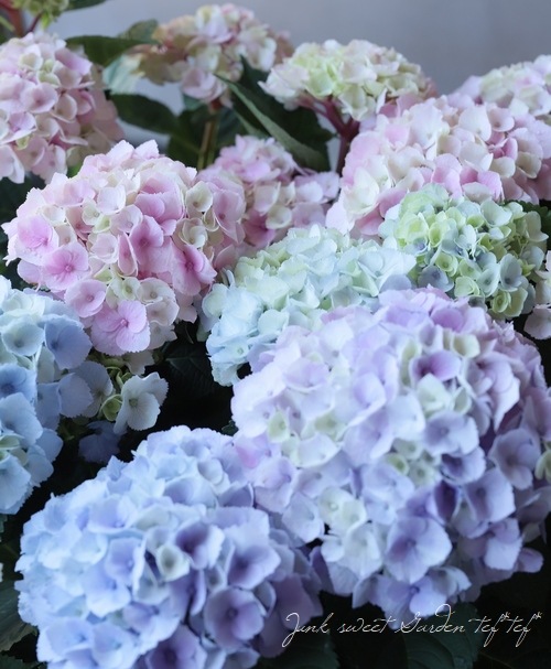 ���۲֡��إޡ��֥륽������ �֥롼 ����