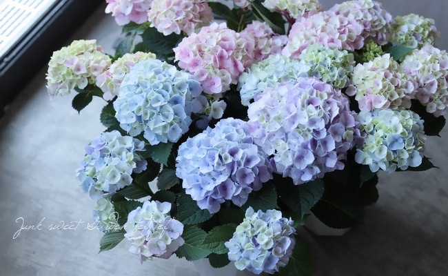 ���۲֡��إޡ��֥륽������ �֥롼 ����