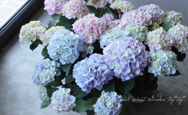 ���۲֡��إޡ��֥륽������ �֥롼 ����