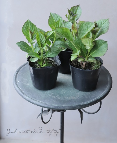 ���۲֡��إޡ��֥륽������ �֥롼 ����