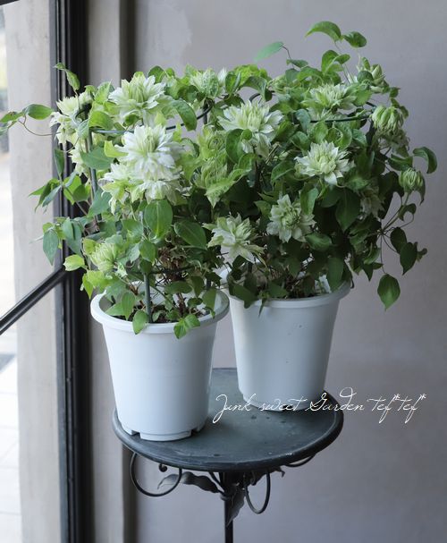 八重咲きクレマチス 『千の風』 | すべての商品 | | Junk sweet Garden