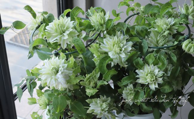 八重咲きクレマチス 『千の風』 | すべての商品 | | Junk sweet Garden