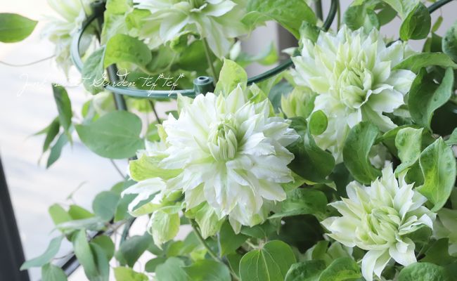 クレマチス 千の風 パテンス八重系　つる性 宿根草 蕾沢山有り 約60㌢　宅急便 クレマチス 千の風 パテンス八重系つる性 宿根草 蕾沢山有り 約60㌢宅急便