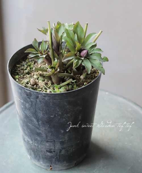 パープルローズと黒ブドウの葡萄の飾り入特大豪華リース♪♪☆*