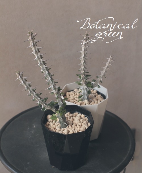 多肉植物 亜竜木 『アローディア・プロセラ』 | すべての商品