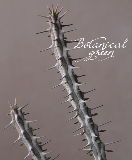 多肉植物 亜竜木 『アローディア・プロセラ』 | すべての商品 | | Junk