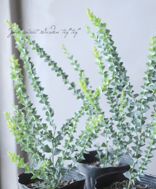 �����ե������� �إ���ȥ�ե���ߥ���