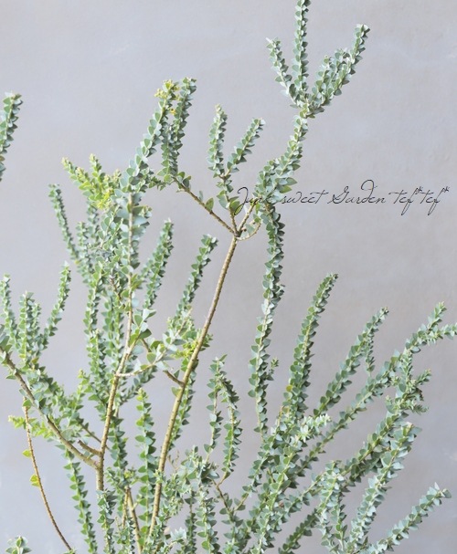 �����ե������� �إ���ȥ�ե���ߥ���