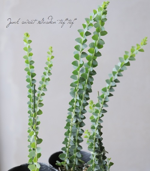 �����ե������� �إ���ȥ�ե���ߥ���