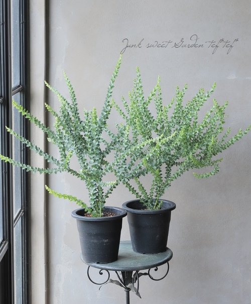 三つ葉あ 三角葉アカシア 『カルトリフォラミス』 | すべての商品