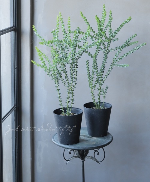 �����ե������� �إ���ȥ�ե���ߥ���