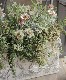tef*tef*�󤻿��� 2017 * no.23 *���١�����ԥ󥯡ߥ��꡼��