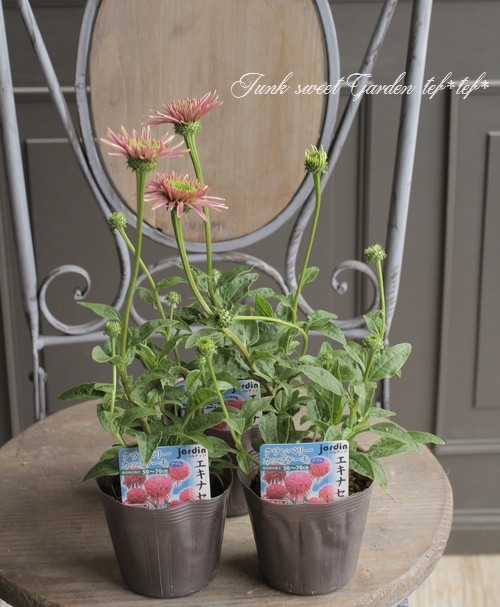 八重咲き宿根エキナセア 『クランベリーカップケーキ』 | すべての商品