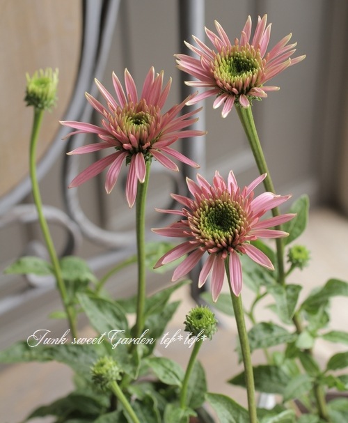 八重咲き宿根エキナセア 『クランベリーカップケーキ』 | すべての商品