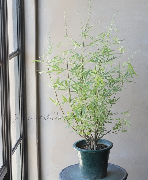 ���Υ˥󥸥�ܥ����إۥ磻�ȡ١�