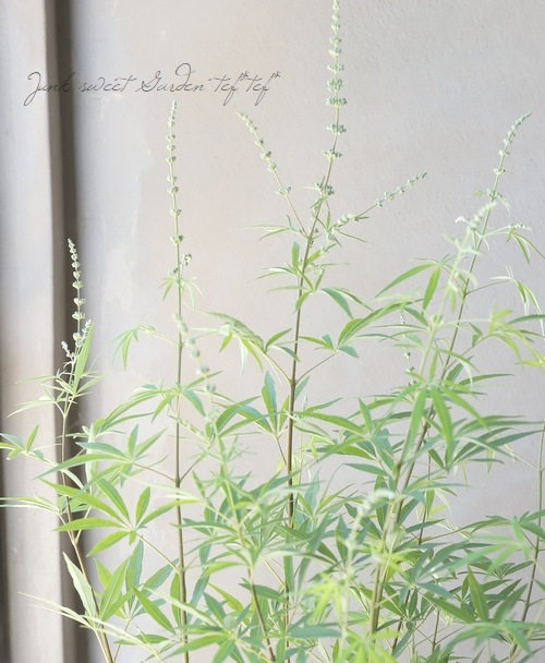 ���Υ˥󥸥�ܥ����إۥ磻�ȡ١�