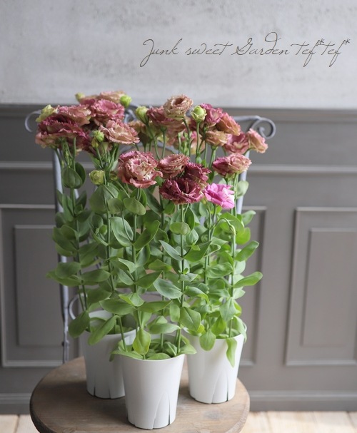 八重咲きトルコギキョウ アンバーダブル バーボン すべての商品 Junk Sweet Garden Tef Tef