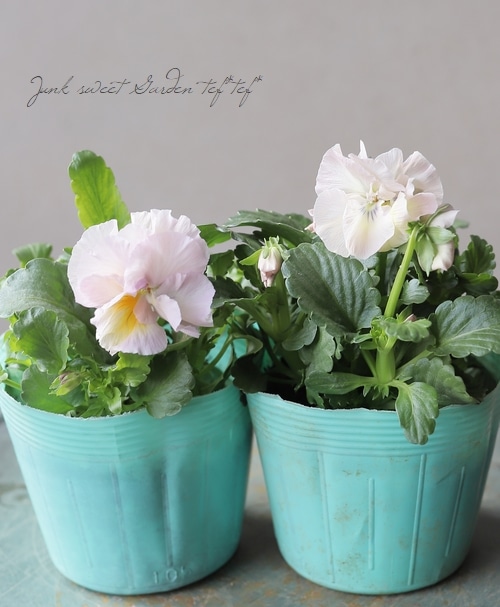 ○半八重咲きパンジー 『ふわどれす』 【ピーチ】 | すべての商品