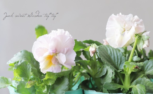 ○半八重咲きパンジー 『ふわどれす』 【ピーチ】 | すべての商品