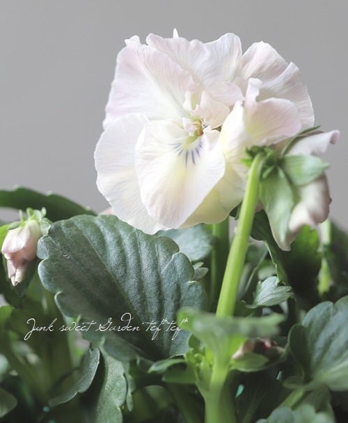 華花 花 花v 花鳥56 4/20 発売！adidas Originals ZX 2K BOOST PURE “Hanami