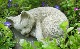 �ڻ��ߡ� �ѹ�SPARTA STATUES ��Small Cat A�� �����ǥ󥪡��ʥ���