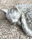 �ڻ��ߡ� �ѹ�SPARTA STATUES ��Small Cat A�� �����ǥ󥪡��ʥ���