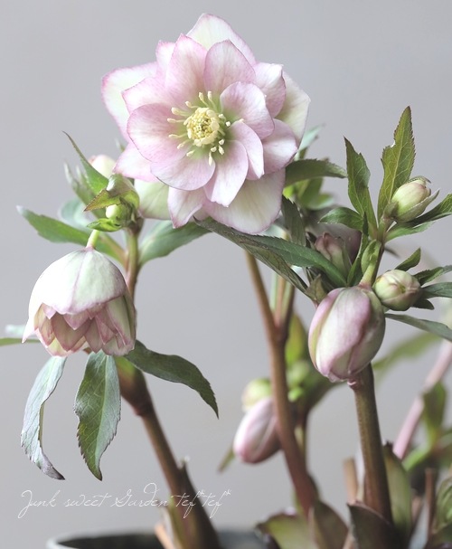 大和園】 クリスマスローズ 『ダブルアンティークピンク』 【No.9