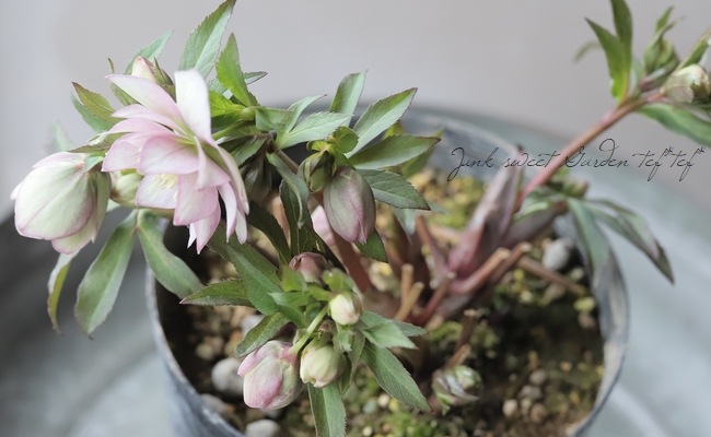 大木　玉　dd クリスマスローズ 大木玉dd クリスマスローズ