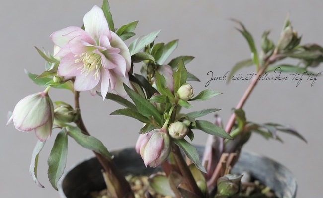 大和園】 クリスマスローズ 『ダブルアンティークピンク』 【No.9