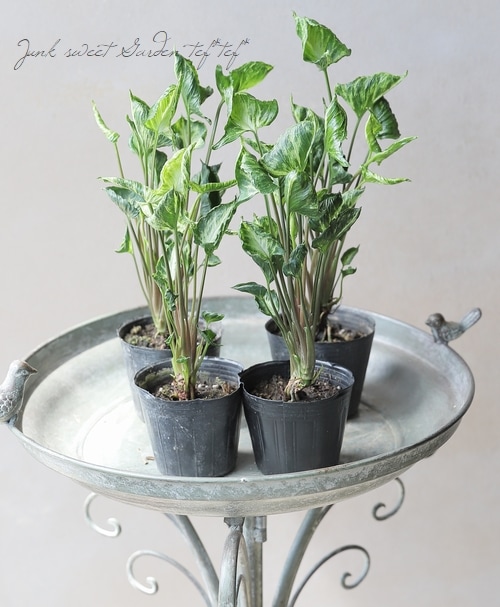 観葉植物】 斑入りシンゴニウム 『シュリンクハート』 『ミュータント