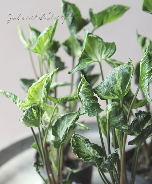 観葉植物】 斑入りシンゴニウム 『シュリンクハート』 『ミュータント