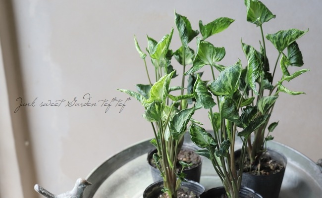 観葉植物】 斑入りシンゴニウム 『シュリンクハート』 『ミュータント