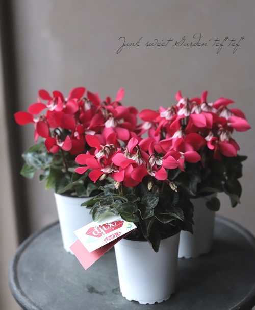 ڷڰ ǥ󥷥󡡡إååɡ١