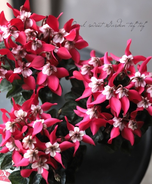 ڷڰ ǥ󥷥󡡡إååɡ١