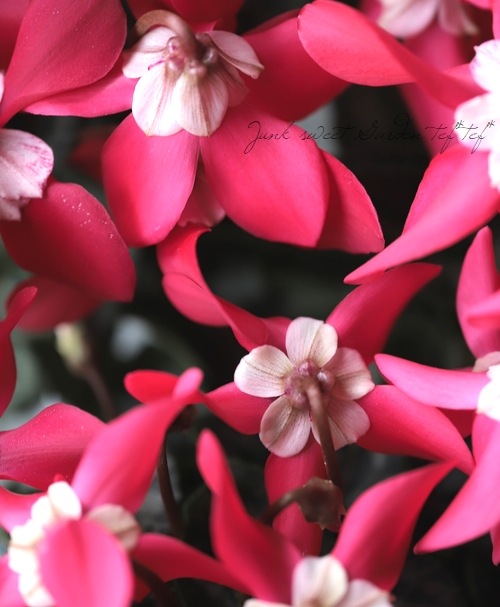 ڷڰ ǥ󥷥󡡡إååɡ١