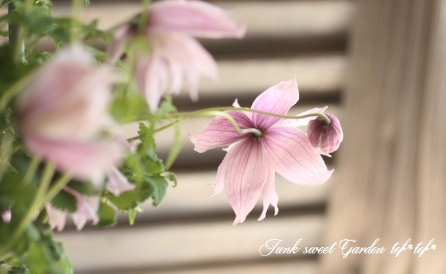 クレマチス・アトラゲネ系 『マークハムズピンク』 『マークハミー