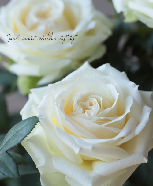 �ߥ˥Х顡�إѡ��륳����ʡ�