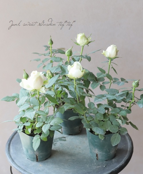 �ߥ˥Х顡�إѡ��륳����ʡ�