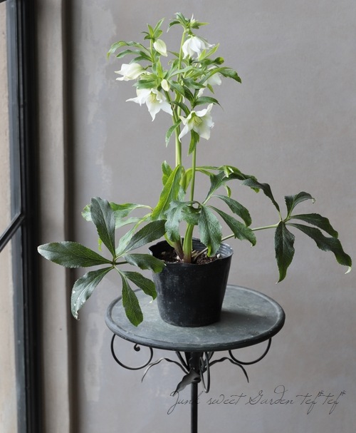 クリスマスローズ 『ホワイトシングル』 No.A | すべての商品 | | Junk