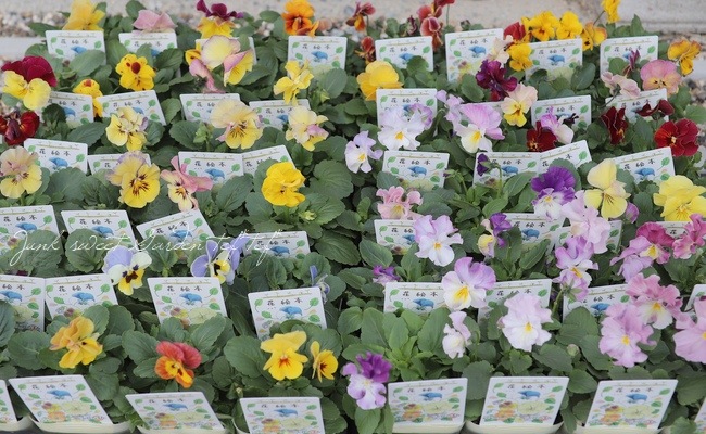 落合けいこさん育種パンジー お色が素敵な 花絵本 お色mix すべての商品 Junk Sweet Garden Tef Tef 落合けいこさん育種パンジー お色が素敵な 花絵本 お色mix すべての商品 Junk Sweet Garden Tef Tef