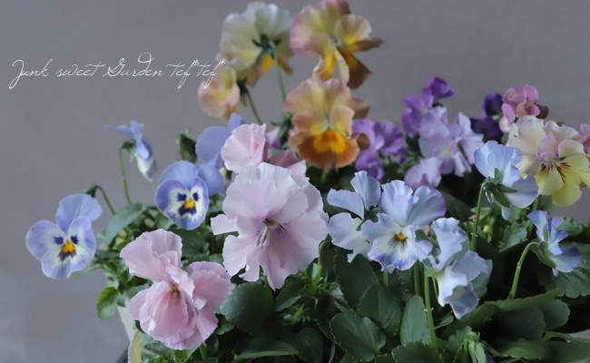 落合けいこさん育種パンジー お色が素敵な『花絵本』 お色MIX | すべて