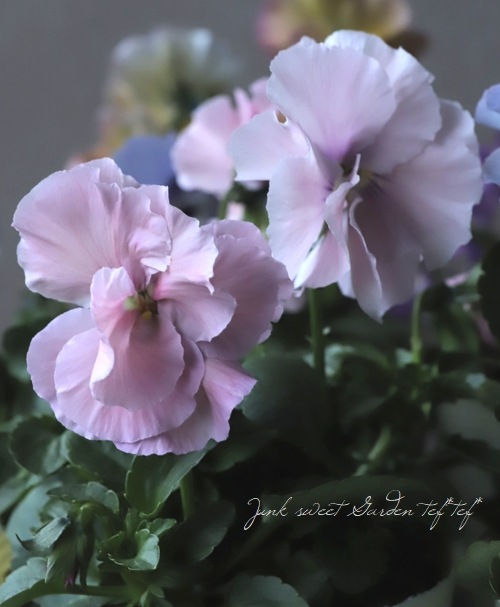��礱����������ѥ󥸡�����������Ũ�ʡزֳ��ܡ١�����MIX