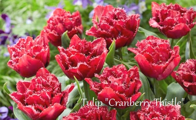 球根】 八重咲きチューリップ 『クランベリーシスル』 | すべての商品