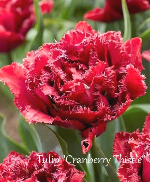 �ڵ庬�� Ȭ�ź餭���塼��åס��إ����٥꡼������� 