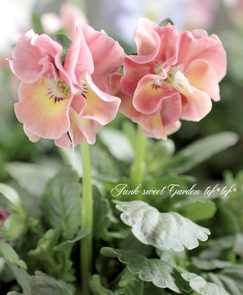 落合けいこさん育種パンジー お色が素敵な『花絵本』 お色MIX | すべて