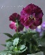 ��礱����������ѥ󥸡�����������Ũ�ʡزֳ��ܡ١�����MIX