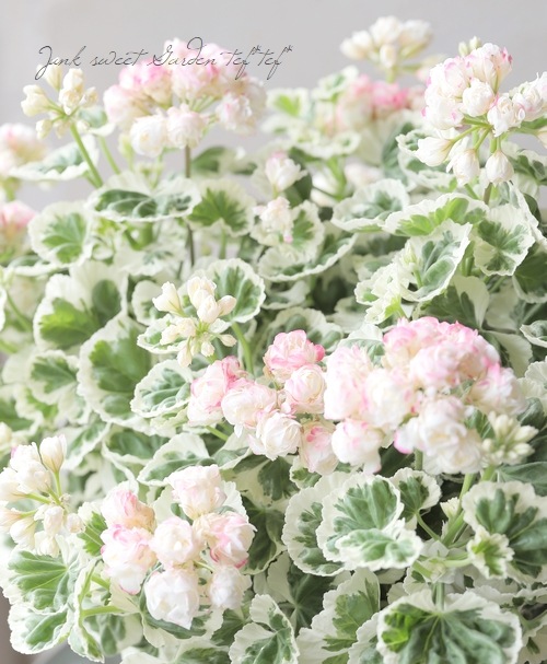 12_000000011439.jpg?1712056108