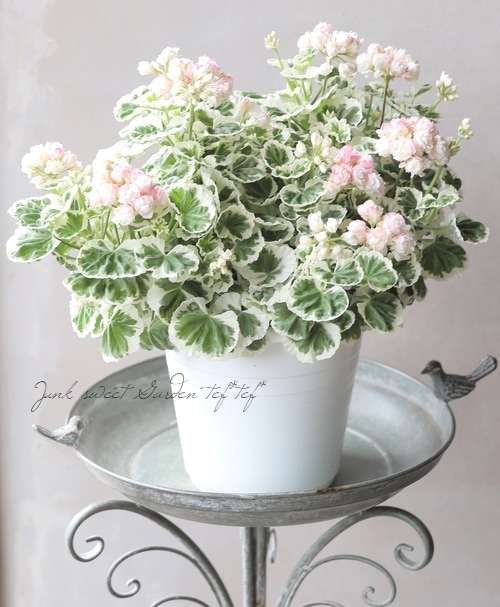 斑入りゼラニウム 『ホワイトウェディング』 | すべての商品 | | Junk